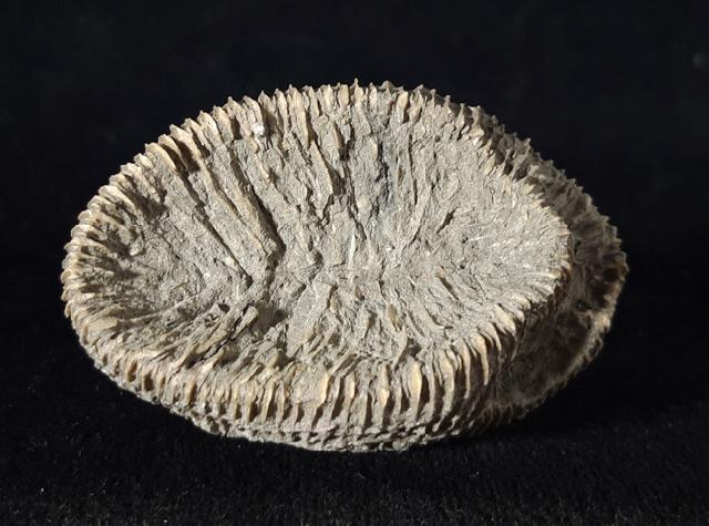 Placosmilia vidali (MALLADA 1892) - Bild © FossNet FossilienStore